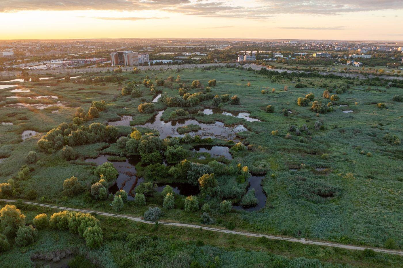 Parcul Natural Văcăreşti caută voluntari pentru o nouă acţiune de combatere a ambroziei şi invită comunitatea să se implice în protejarea naturii urbane